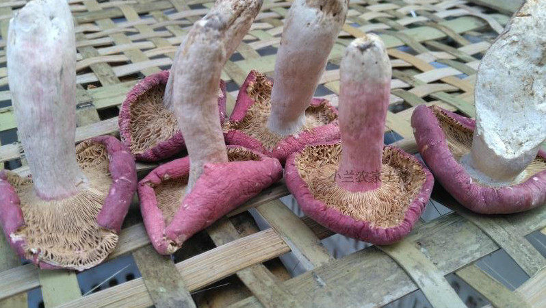 正宗天然野生红菇香菇干货小红红蘑菇月子红姑香菇类