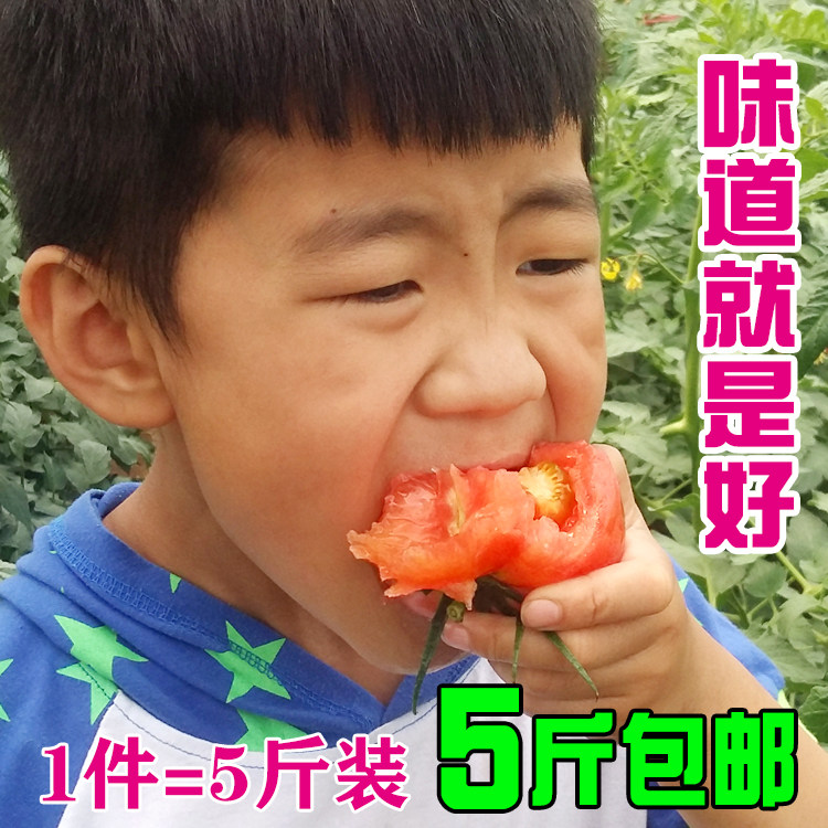 现摘新鲜沙瓤水果西红柿有机纯天然自然熟5斤免运费包邮蔬菜生吃