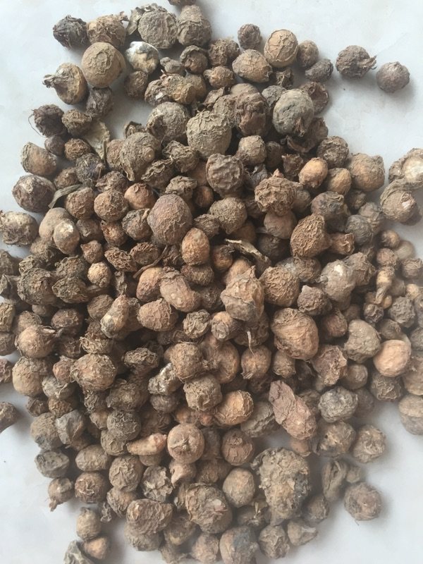 野生滴水珠正品中药材新鲜无硫干货一粒珠石半夏独龙珠蛇珠500克