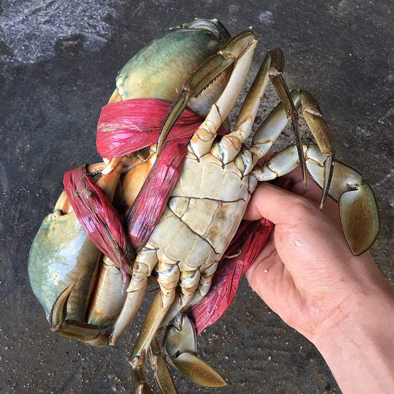 渔民纯母大青蟹2斤24只特大海螃蟹蝤蠓鲜活海鲜水产顺丰包邮