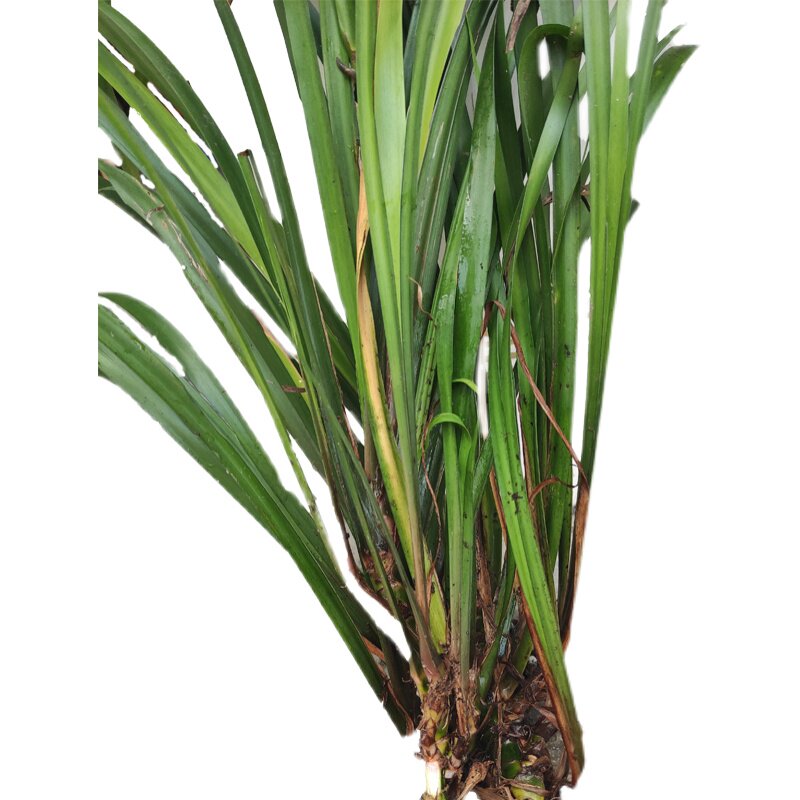 五香野生新鲜香草贵州特产山奈叶茴香香菖蒲带跟其它