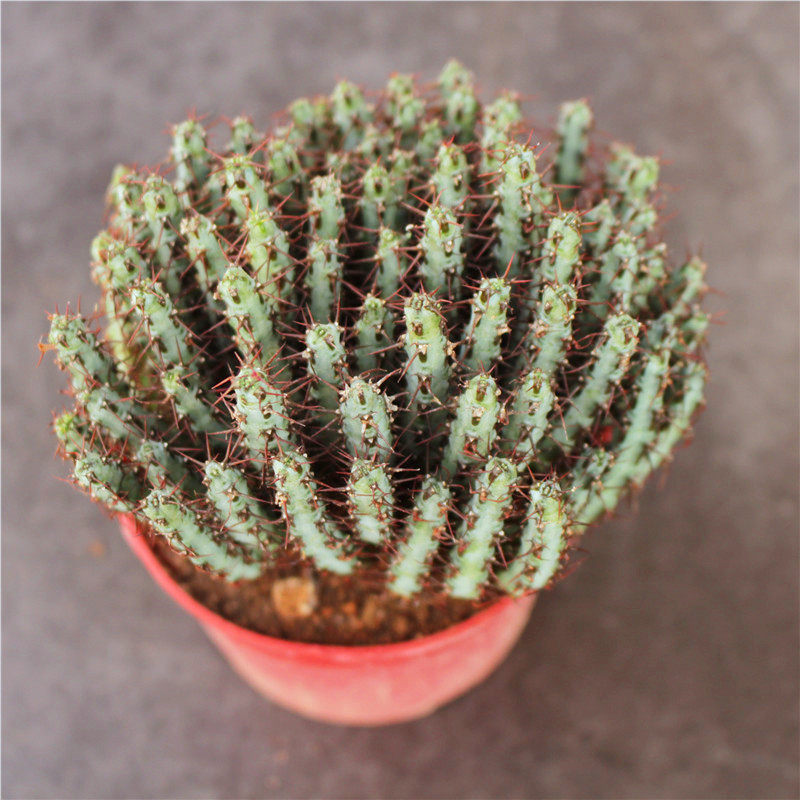 铜绿麒麟创意群生多肉植物组合小盆盆栽多头多肉植物