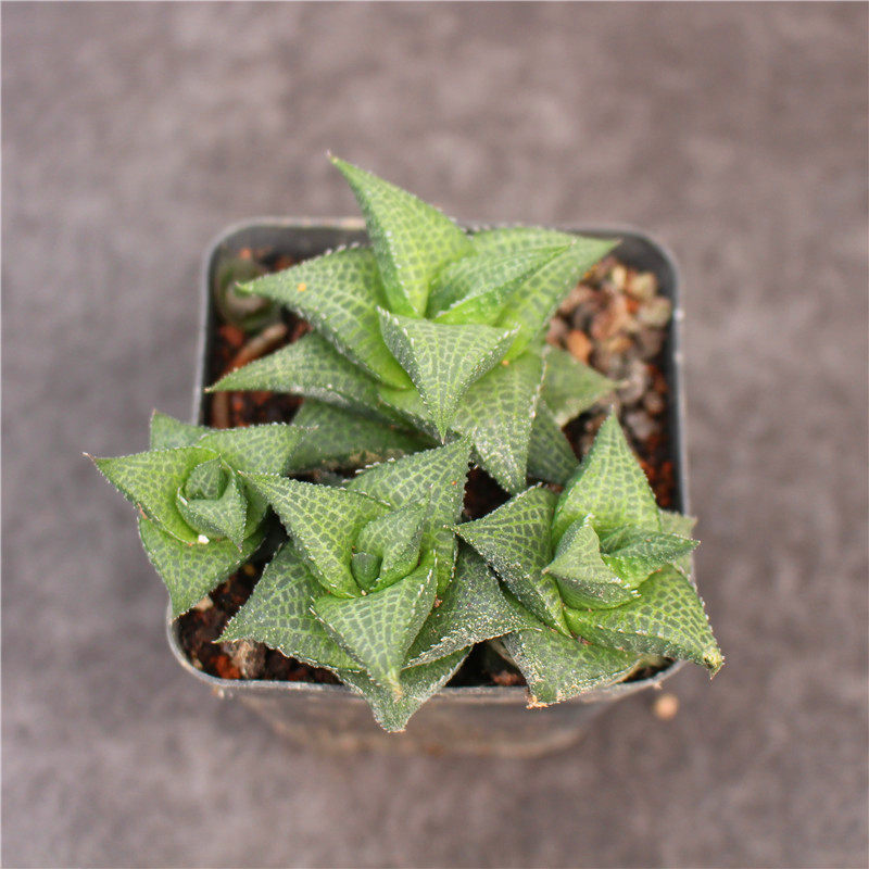 龙鳞多肉创意硬叶十二卷多植物组合小盆盆栽多肉植物