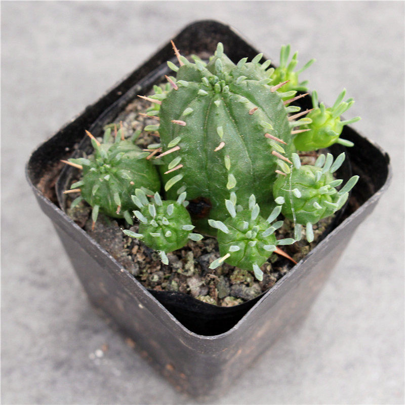 火麒麟仙人球 群生大戟科大将军多肉植物小盆栽 好养绿植实生花卉