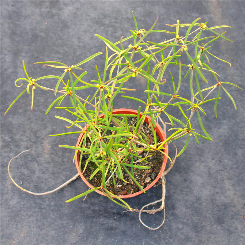 植物柳叶麒麟块根大戟科群生多肉老桩盆栽室内多肉植物