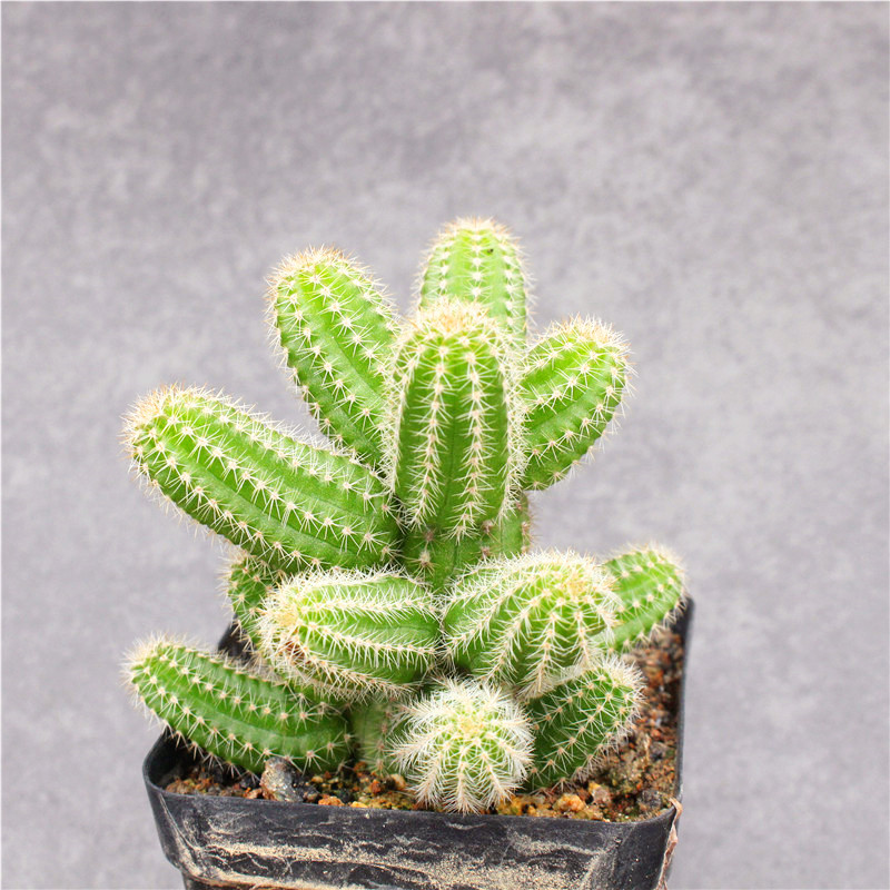 仙人黄花白檀群生仙人掌掌科开花多肉植物桌面多肉植物