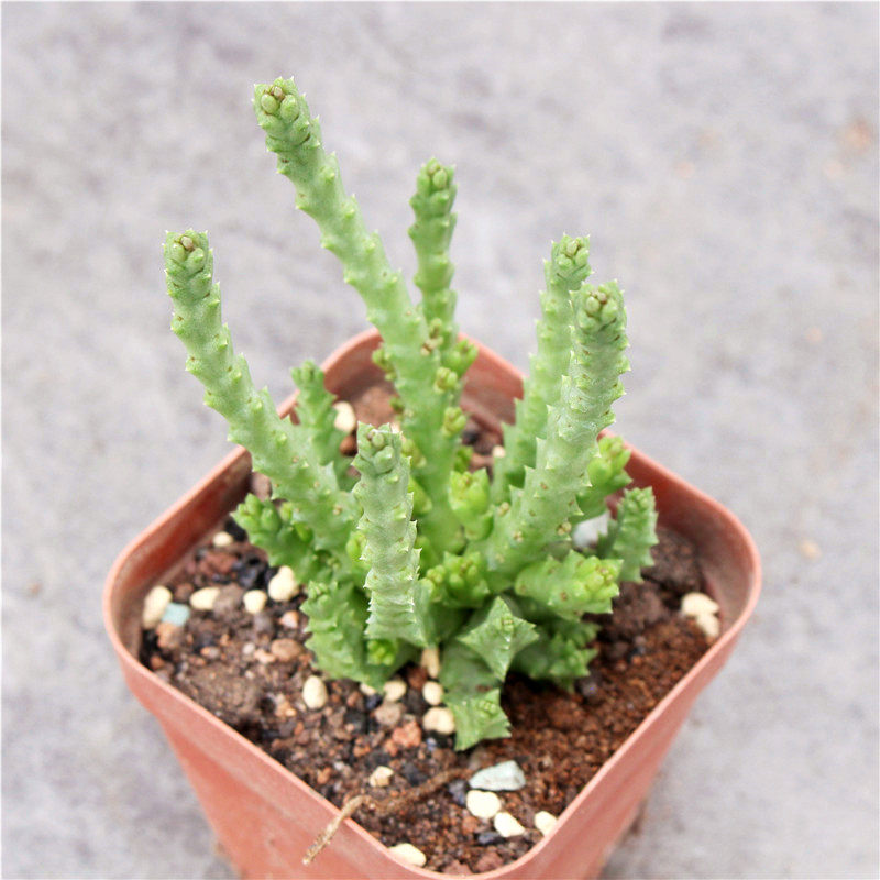 小盆好养开花护盆创意盆栽组合牛角植物属多多肉植物