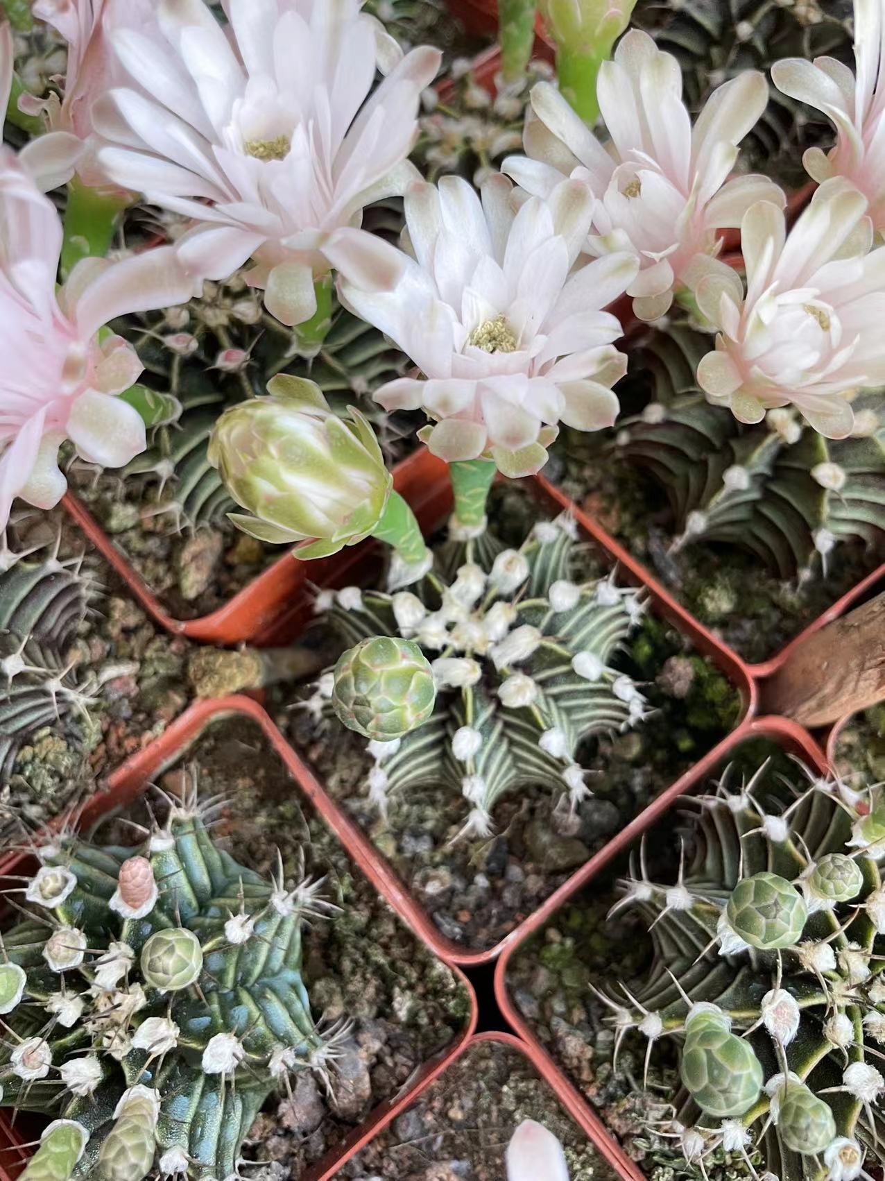 肋纹球实生仙人开花多肉植物肋骨牡丹杂交品种多肉植物