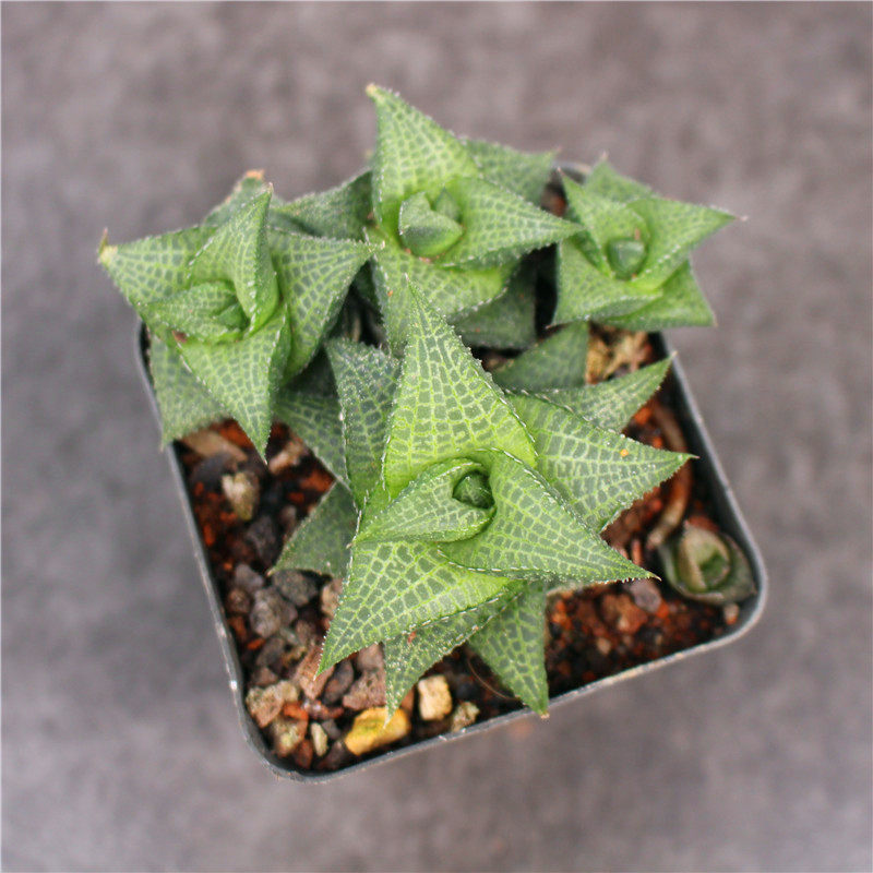 龙鳞多肉创意硬叶十二卷多植物组合小盆盆栽多肉植物