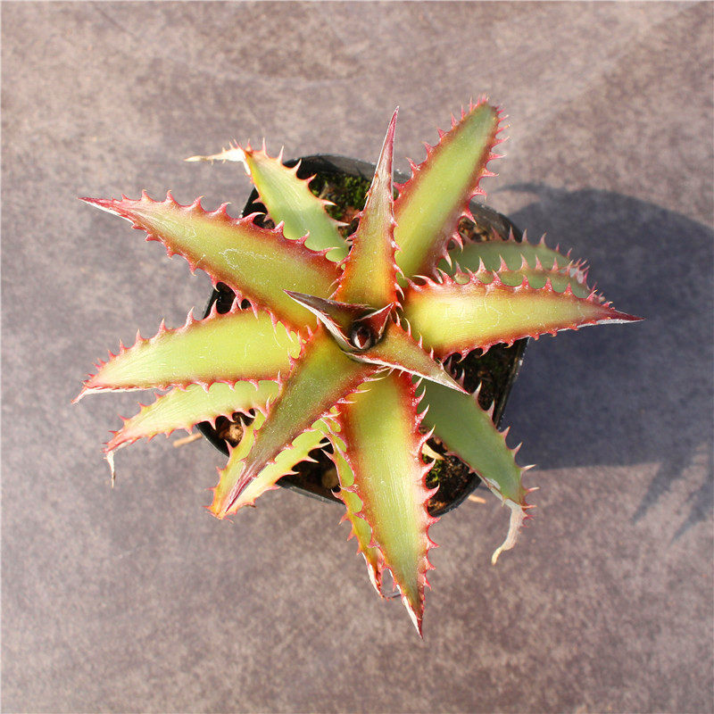 沙漠凤梨冷门多肉植物花卉小盆盆栽创意高端多肉植物