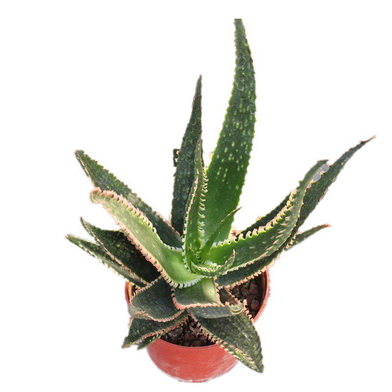 红珊瑚芦荟超大室内防辐射花卉创意意多植物净化空气多肉植物