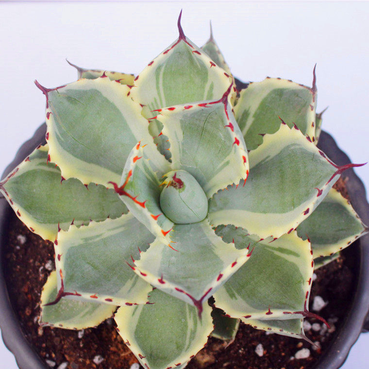 吉祥冠锦龙舌兰科超大多肉植物组合小盆栽室内绿植花卉耐旱好养