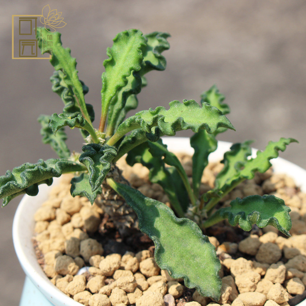 皱叶麒麟创意意多植物小盆盆栽室内绿植花卉多肉植物