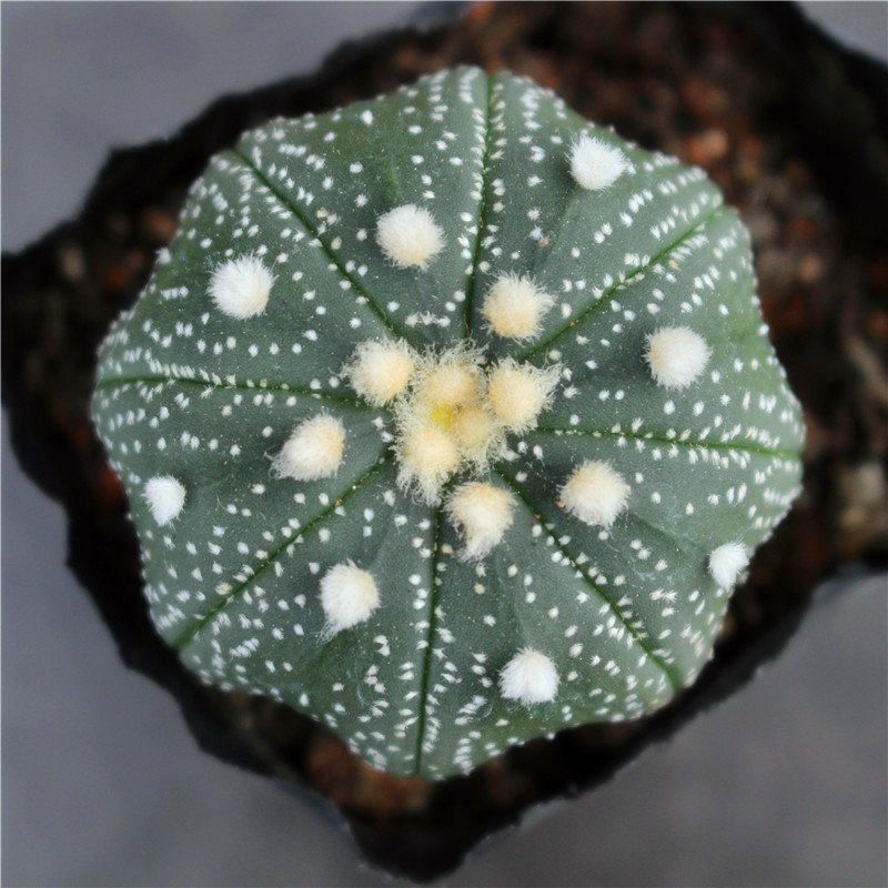 星兜多肉植物小盆栽办公室琉璃兜实生开花仙人球大星球一物一拍