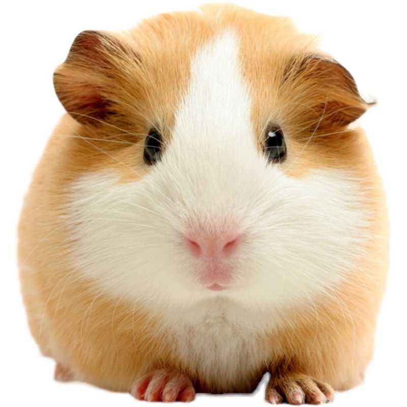 荷兰家养活体宠物猪活物大豚鼠豚猪天竺黑白仿真