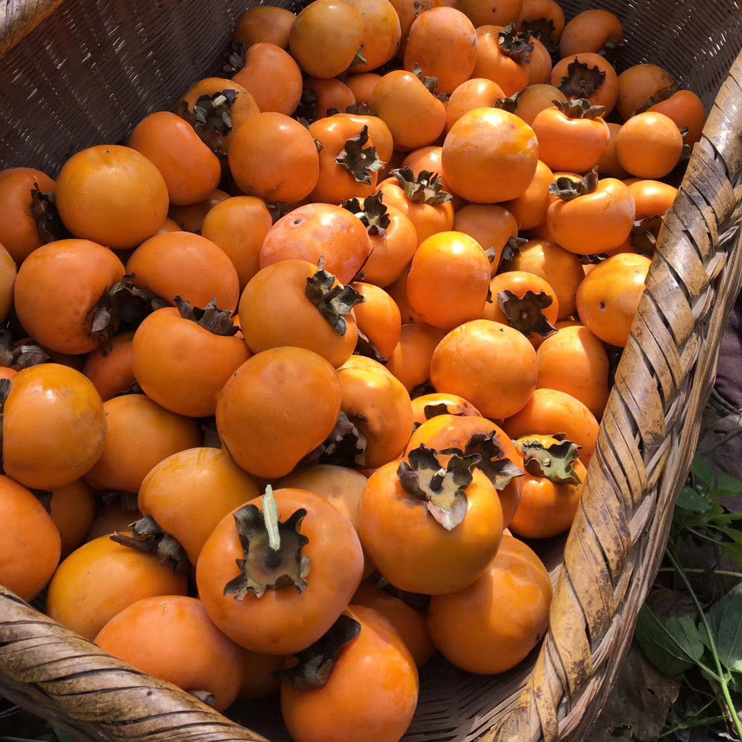 2020年罗田新鲜甜柿子自然脱涩三里畈錾子石村脆硬柿子2500g