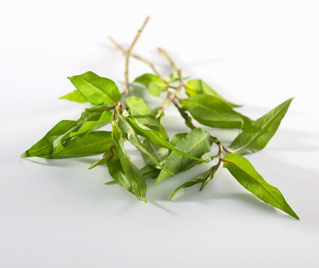 云南特产新鲜香柳越南蓼草红辣鱼蓼叻沙叶香料其它