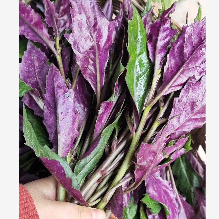 补血菜的种植_补血菜的种植_补血菜的功效