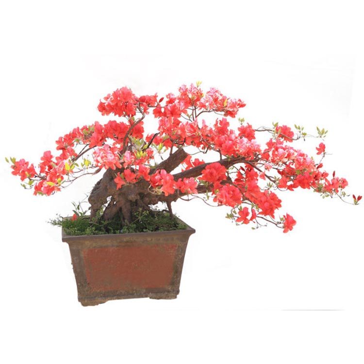 盆景红花映山红杜鹃花老桩树桩室内花卉阳台庭院时令草本花卉