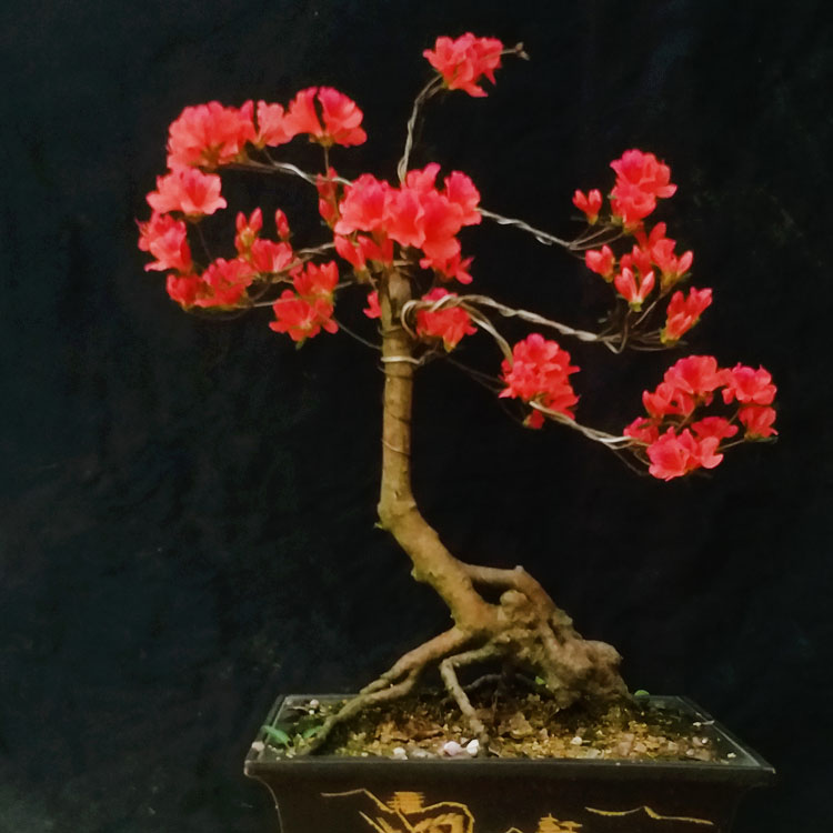 树桩盆景映山红鸡血血红杜鹃花熟桩老树花卉庭院时令草本花卉