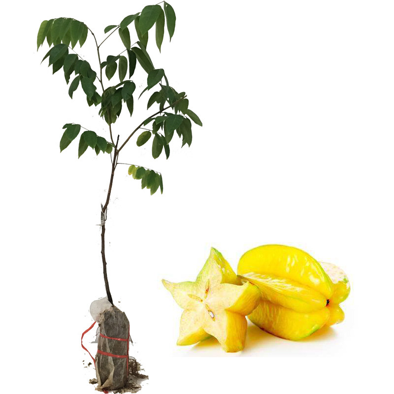 杨桃树苗一件包邮正宗嫁接四季全年可种广西果树