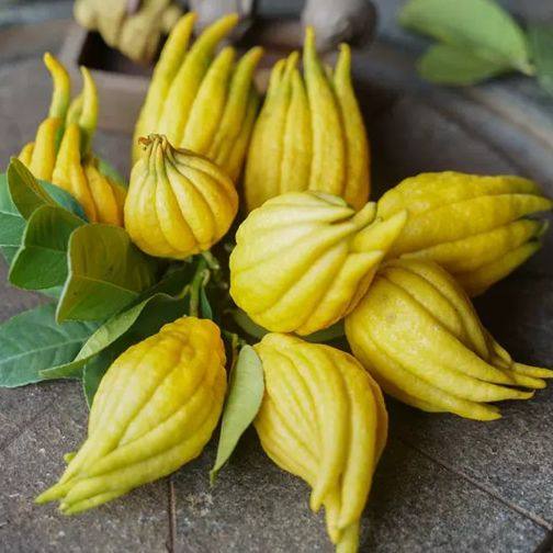 佛手金华清香小黄果小青果观赏把玩清供花艺其它