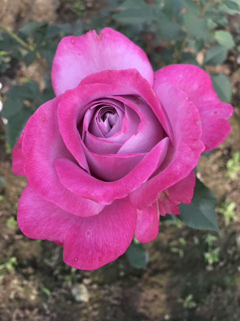 上上花田紫魂香水月季月季花花苗大花浓香四季时令草本花卉