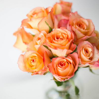 上上花田金辉玫瑰玫瑰花花苗切花月季大花阳台花卉