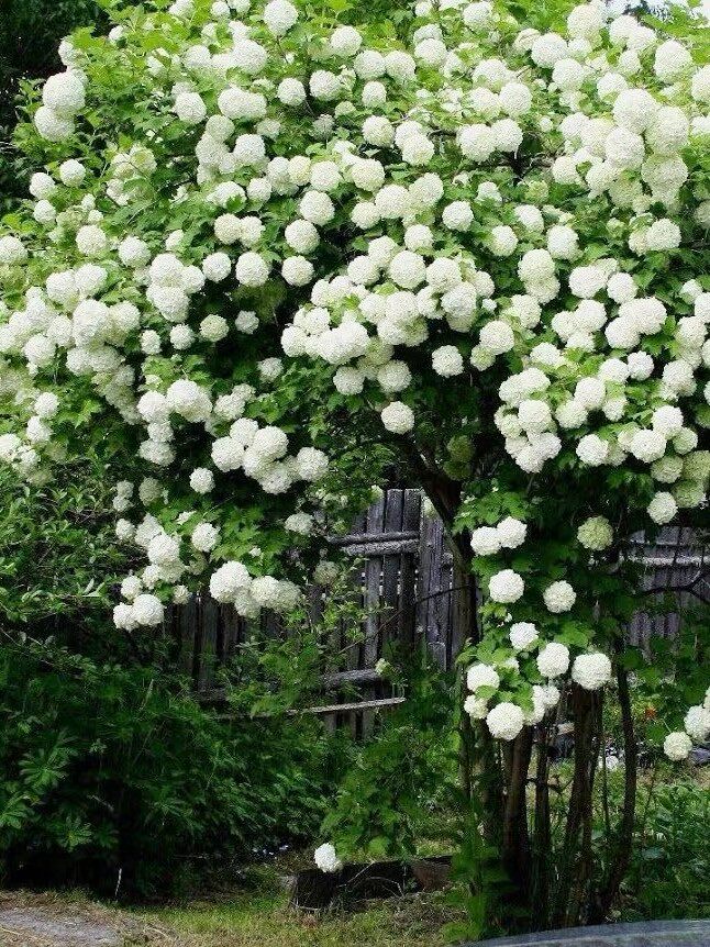 绣球欧洲玫瑰盆栽花苗耐热庭院花园木本花卉花卉