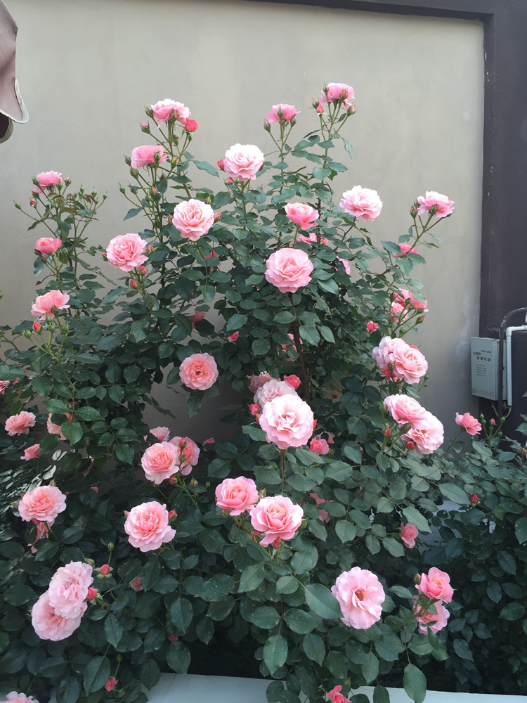 上上花田波提雪莉月季月季花花苗粉色花花量大花卉