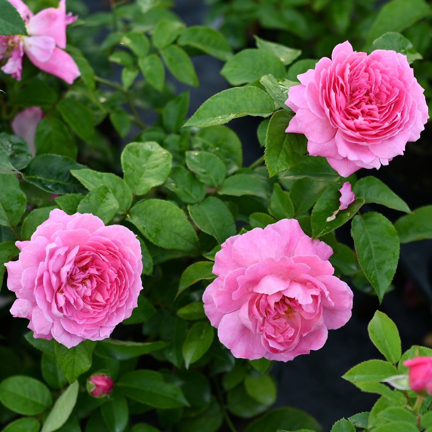 上上花田花宫娜灌木月季大花浓香丰花阳台庭院时令草本花卉