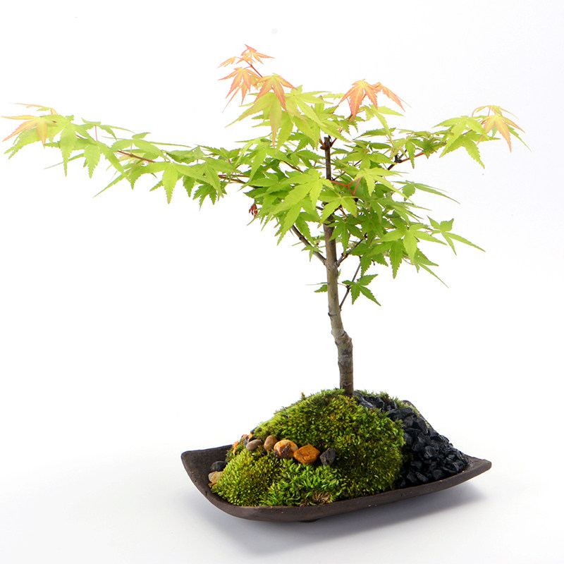日本室内小盆枫树植物叶植物盆栽观绿枫叶树苗黄金枫绿植