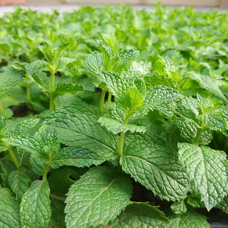 种子薄荷香水室内阳台盆栽春夏夏秋四季易种家庭园艺种子