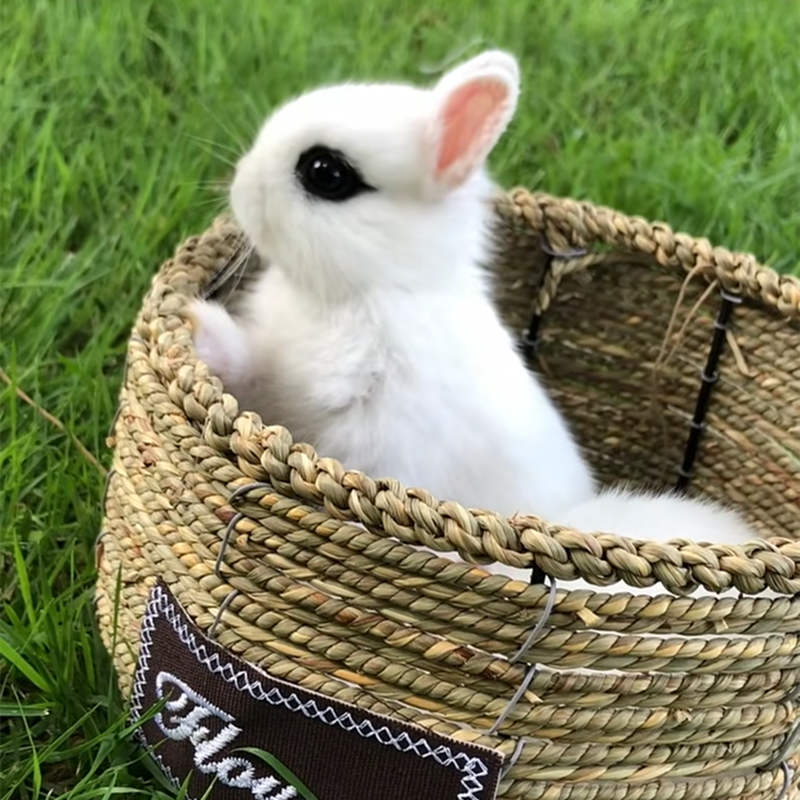宠物侏儒小型茶杯垂耳兔活体家养凤眼荷兰兔长兔