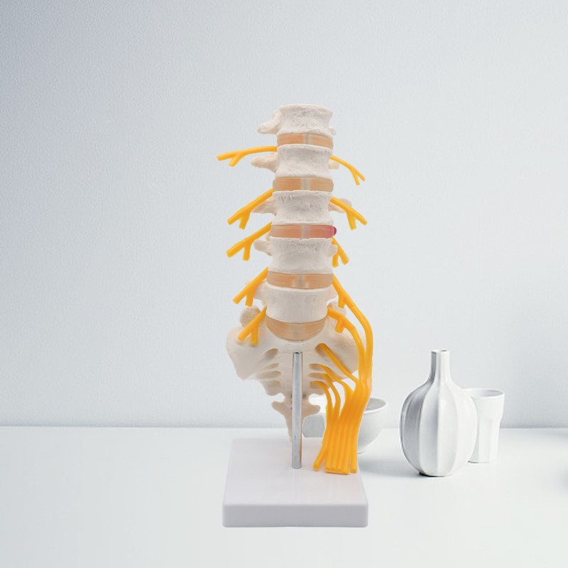 腰椎骶椎模型人体仿真骨骼教学模具骶骨尾骨教学仪器