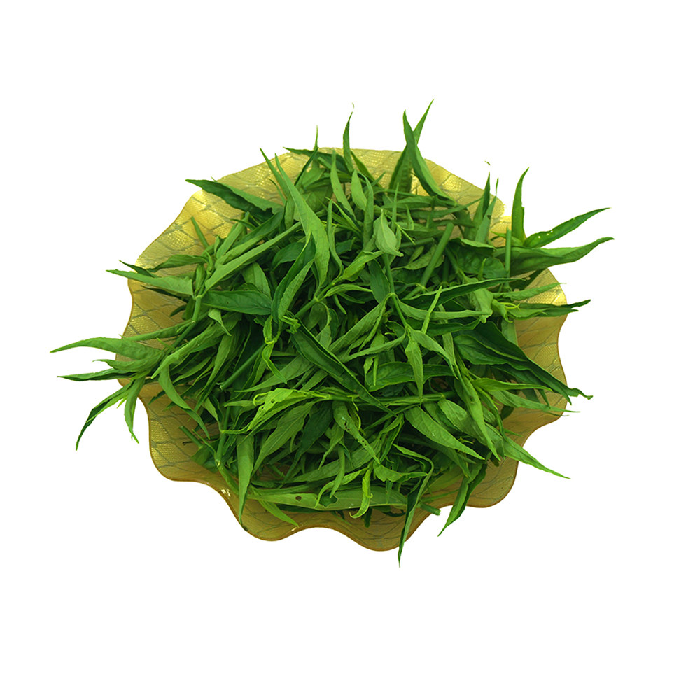 海南五指山新鲜忧遁草鲜叶鳄嘴花黎王草茶小叶优盾绿植