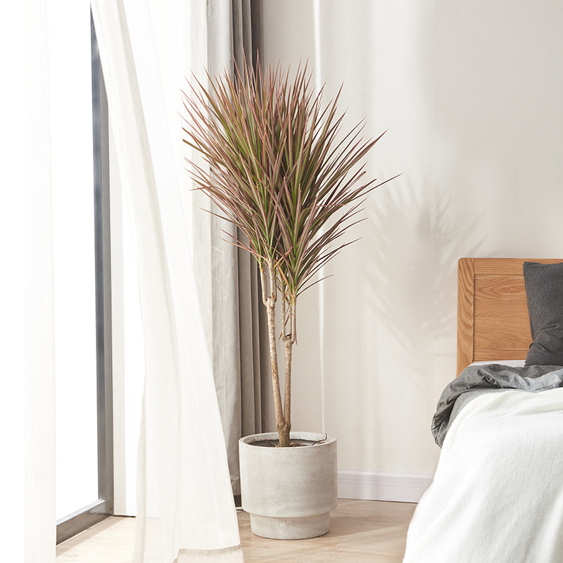 千年木客客厅室内甲醛大型绿植办公室龙血造型大型绿植