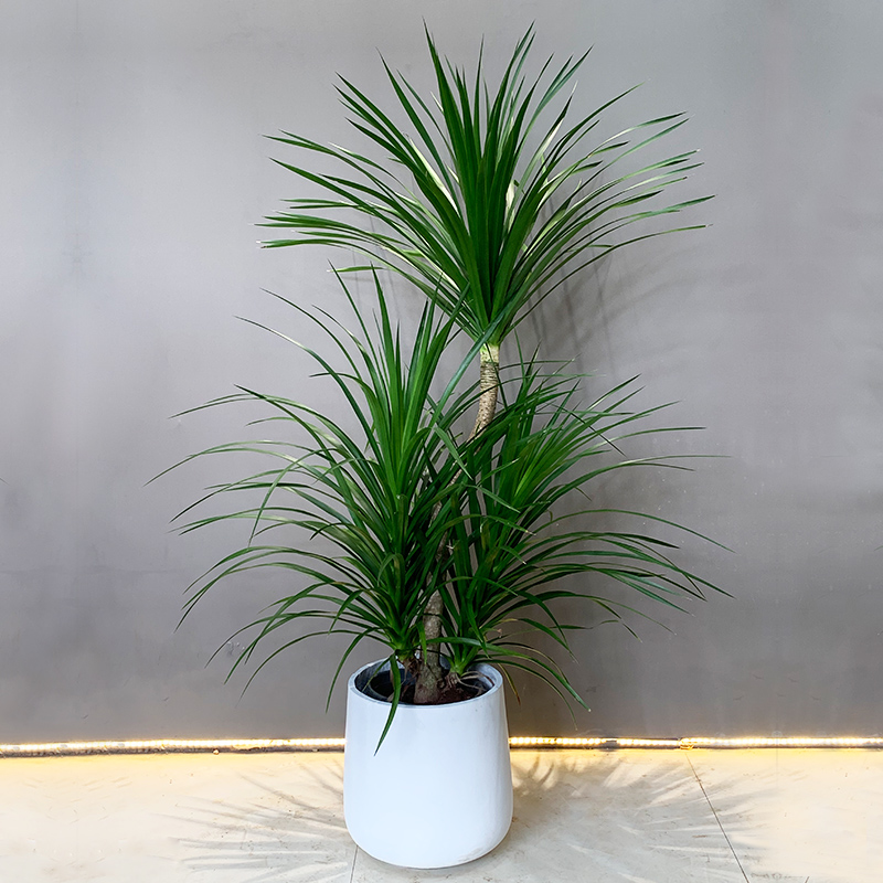 龙血黑珍珠客厅绿植落地大型室内名贵植物办公室大型绿植