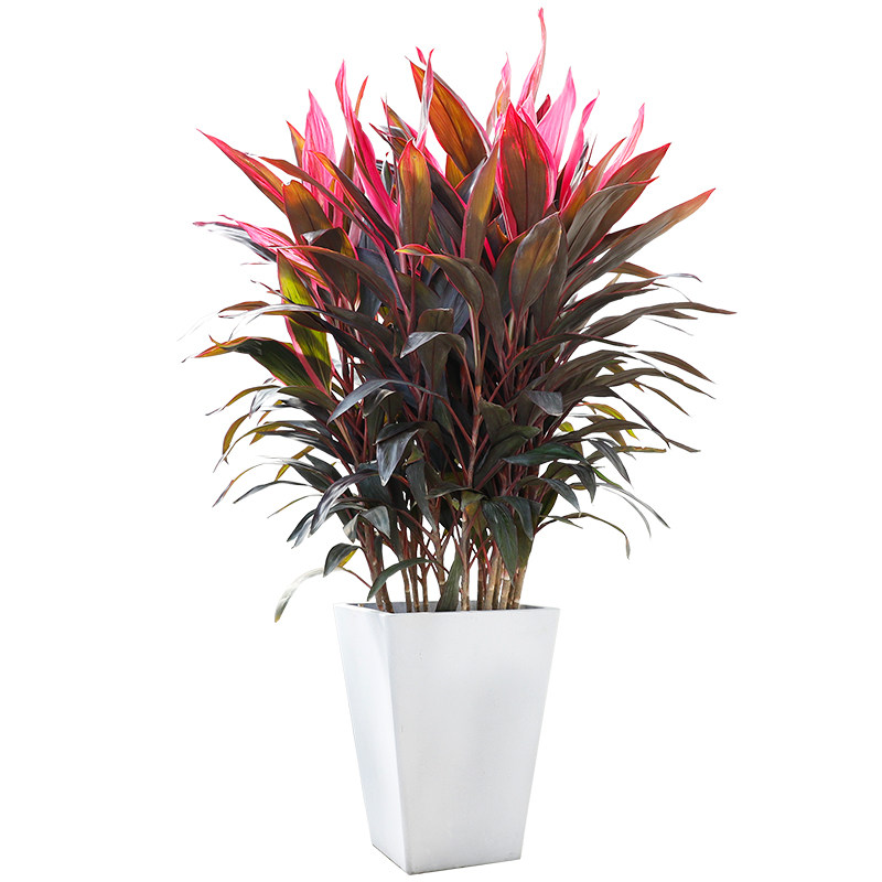 朱蕉红叶客厅卧室大型盆栽绿植室内好养网红大型绿植