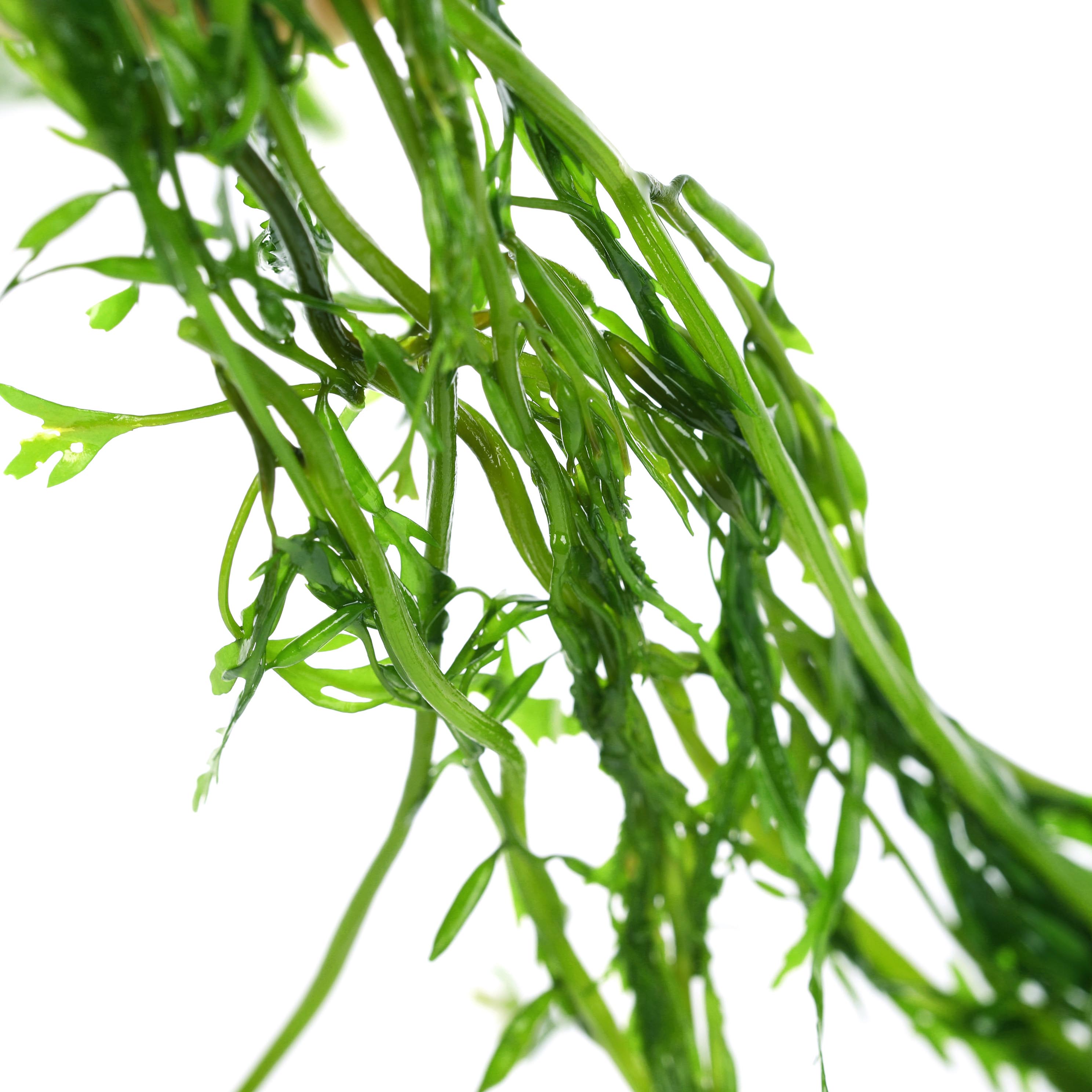 荣成马尾5斤海草新鲜盐渍鞭炮海藻羊栖麻辣烫海带