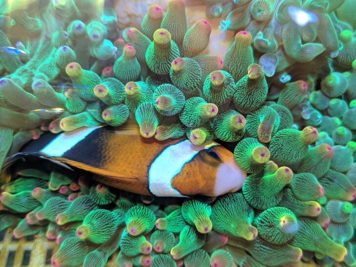 奶嘴珊瑚白肚葵活体博海地毯紫点公主海葵其它水族宠物