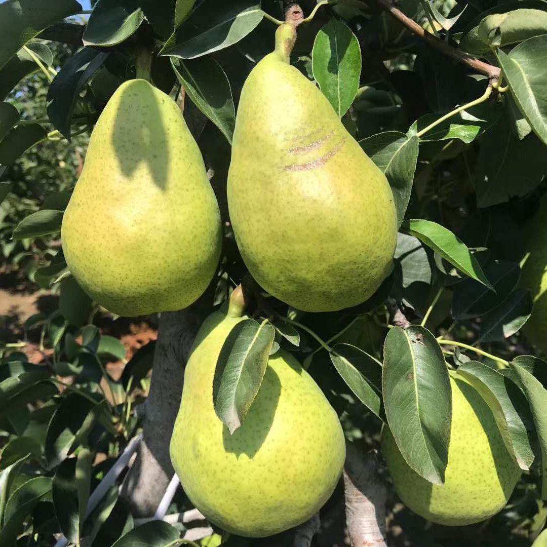 旅顺洋梨太婆10斤应当当季现摘东北茄梨大头梨