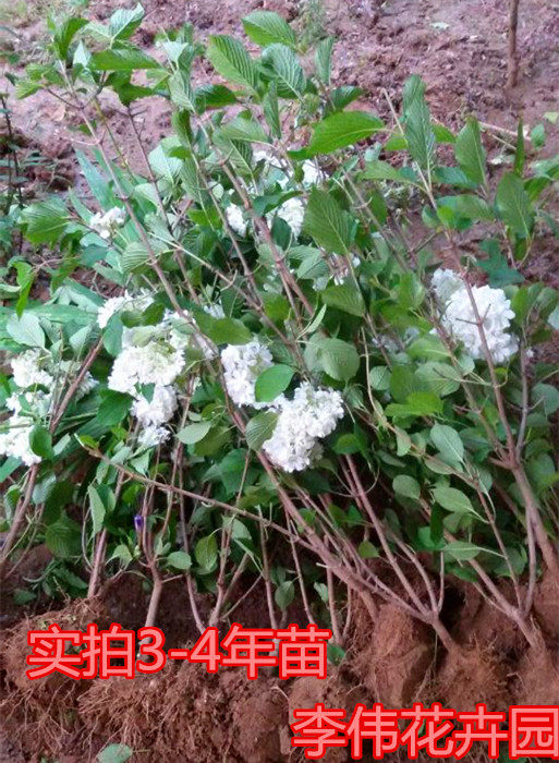 绣球树苗琼花木本苗木八仙花苗时令草本花卉