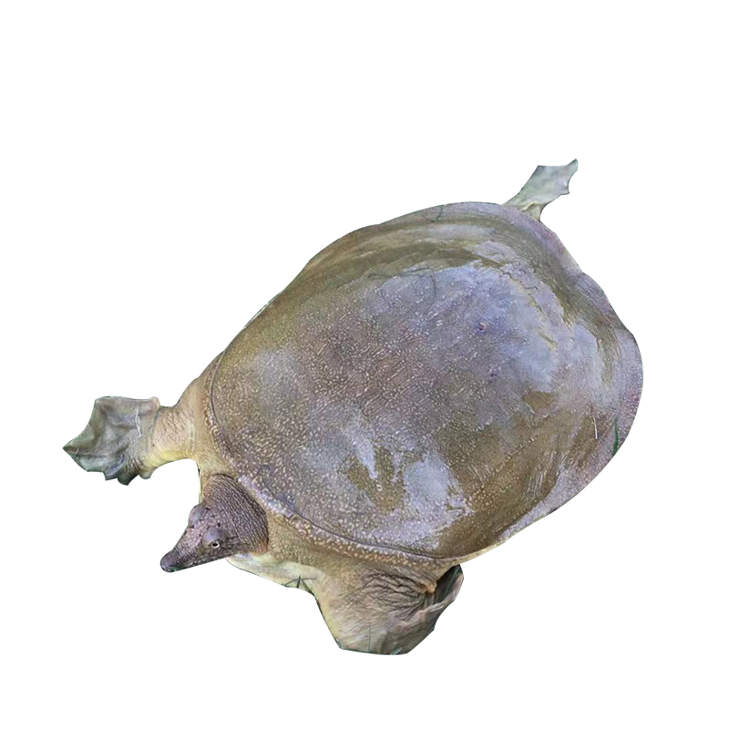 活体5斤团鱼鳖水养老放养野外食用王八外塘甲鱼