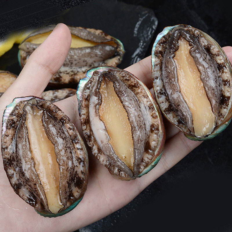 鲍鱼鲜活6头青岛特大新鲜贝类海鲜水产2斤鲍鱼