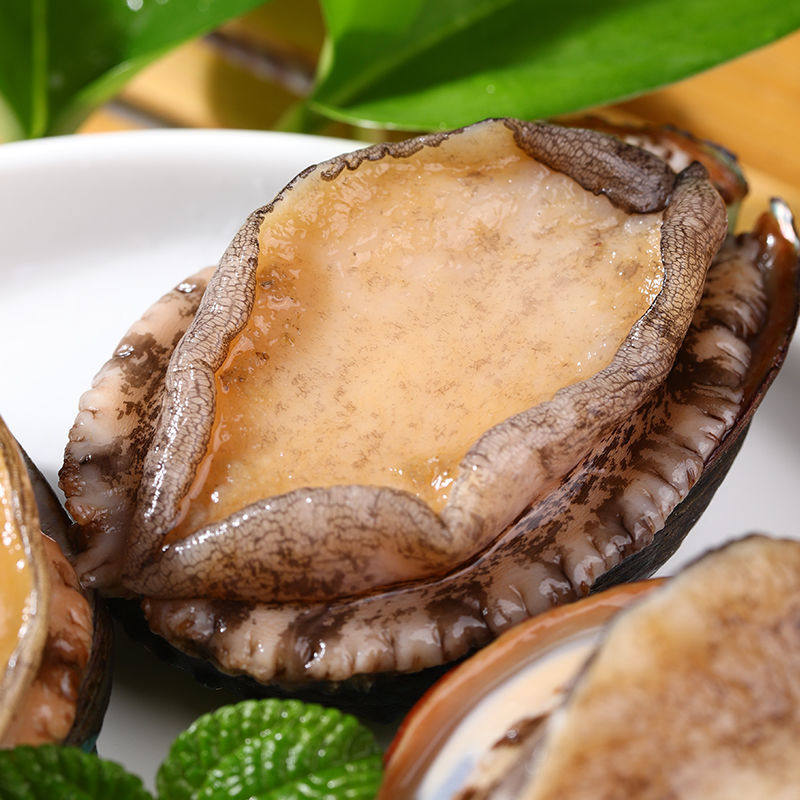 鲍鱼青岛新鲜海捕活特大贝类活体海鲜水产鲜活鲍鱼