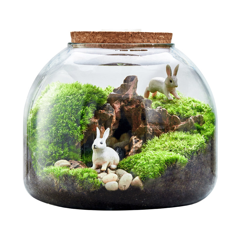 植物苔藓景观办公室小盆盆景创意diy生态瓶懒创意迷你植物