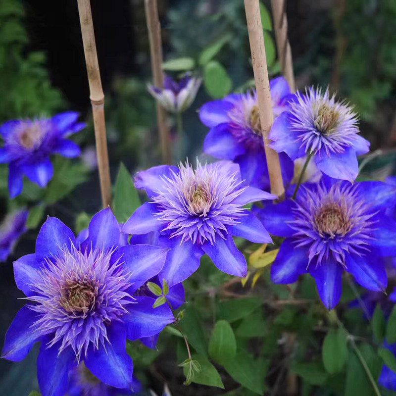 阳台盆栽绿植多蓝铁线莲花苗重瓣大花庭院藤本时令草本花卉