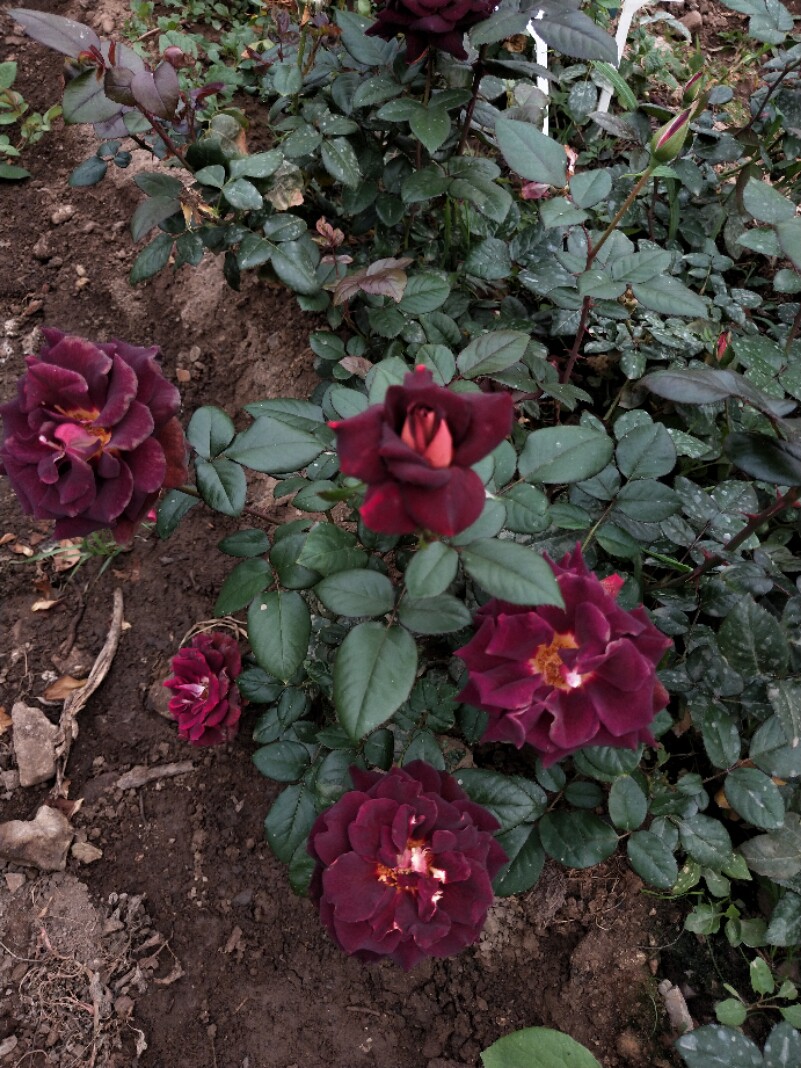 漩砚花卉骇客欧月茶香月季时令草本花卉