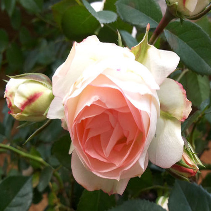 可爱多月季庭院净化空气绿植趣味观花爬藤藤本月季花卉时令草本花卉